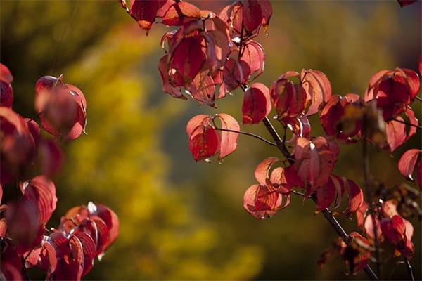 十月你好的经典祝福语