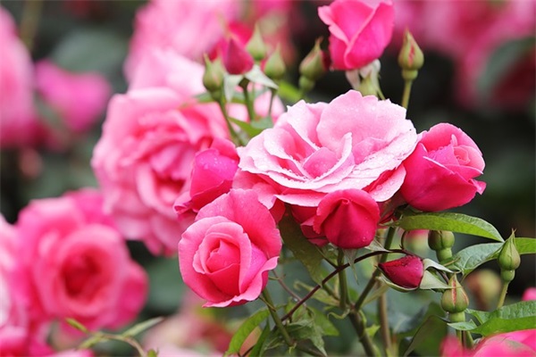 初三中考励志口号 2026年霸气押韵中考冲刺口号