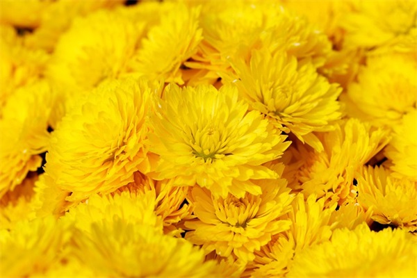 2026自治区送给祖国成立70周年宣传标语口号