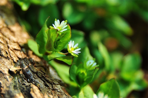 团队激励口号简单 房地产团队激励口号