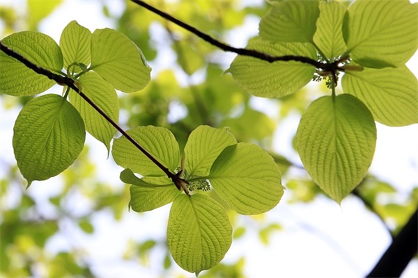 班级美食节口号73句