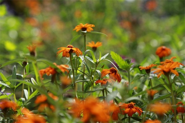 运动会班级口号霸气押韵8字