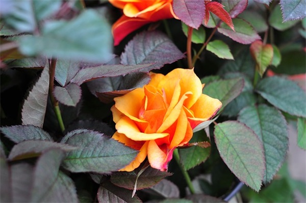 口号大全字押韵83句