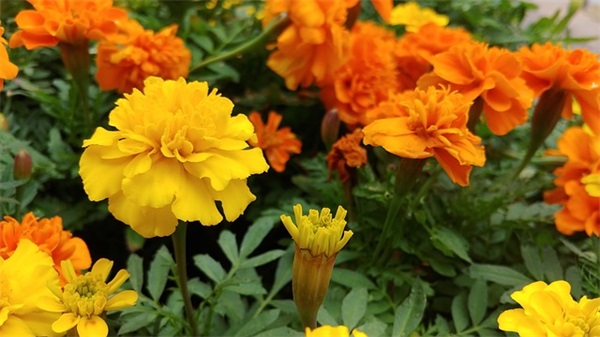 2026十一国庆节横幅口号大全集锦(最新国庆横幅标语)