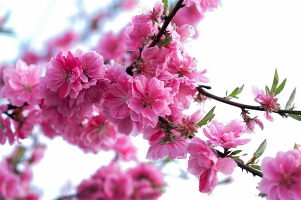 2026最新森林防火防灾口号标语 森林防火口号标语大全