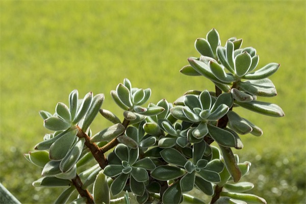 2026年植树节宣传口号 2026年植树节主题口号