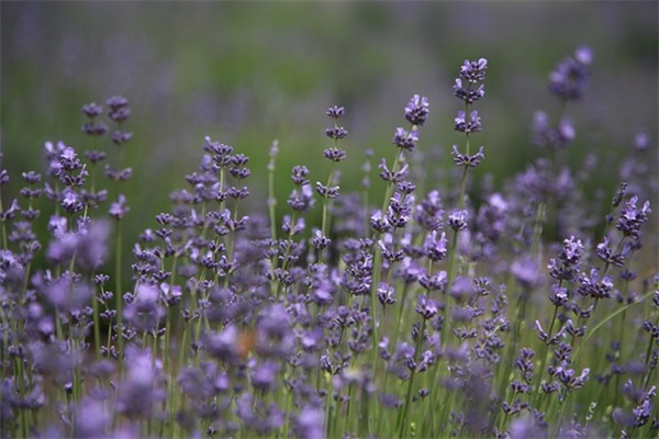 宾馆宣传口号87句