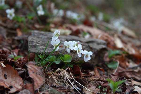 文艺范爱情句子(求文艺范的思念句子，越多越好)