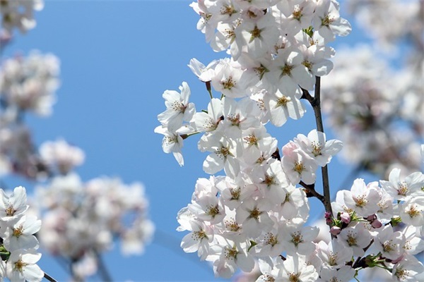 古代关于爱情的句子