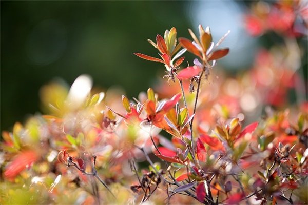 搞笑逗比又励志的句子74句