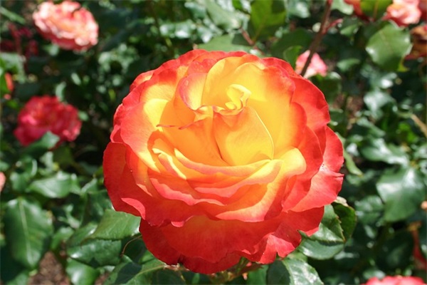 夏天景色优美句子