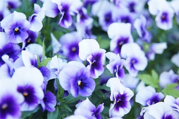 高三毕业美句子