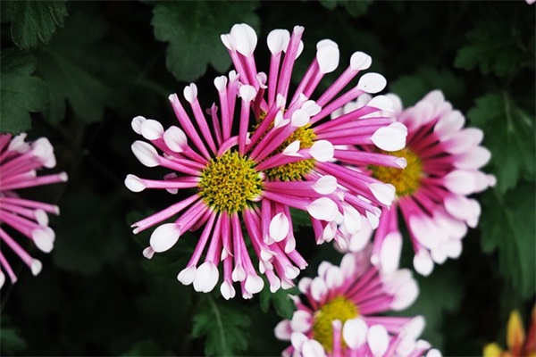 亿万星辰不及你句子