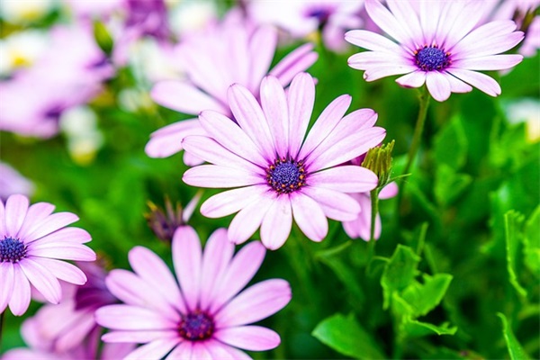 和女生表白的句子