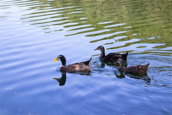 篮球比赛霸气加油口号39句