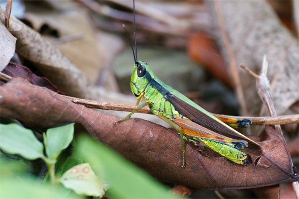 篮球比赛霸气加油口号39句
