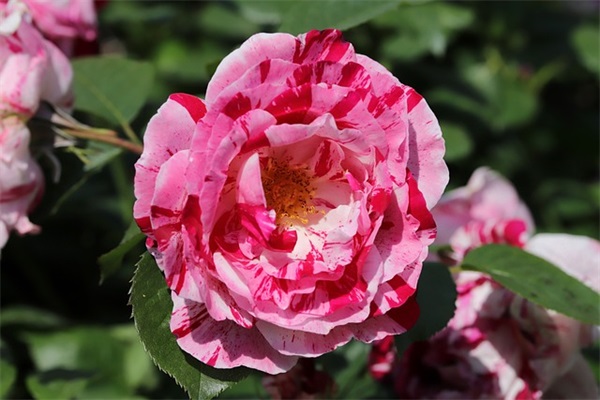 防盗宣传口号34句