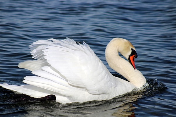 体现决心的口号41句