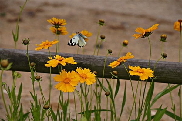 霸气篮球拉拉队口号45句