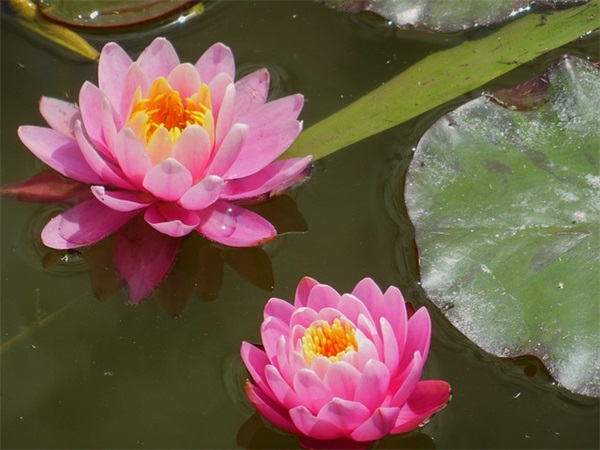 运动会加油口号简短押韵