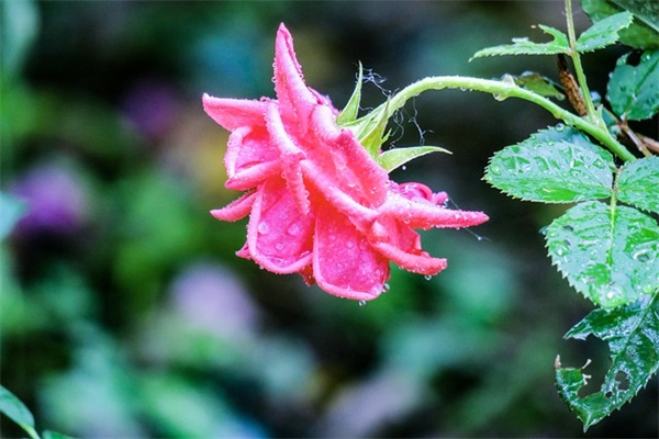 保护地球环境宣传标语