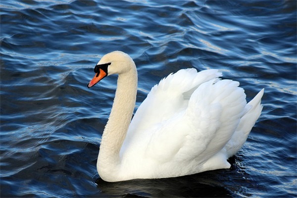 双十一口号霸气大全 双十一仓库口号霸气押韵