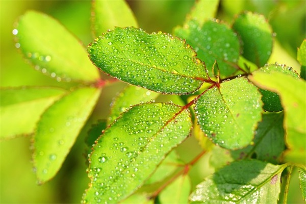 餐饮集团的企业口号83句
