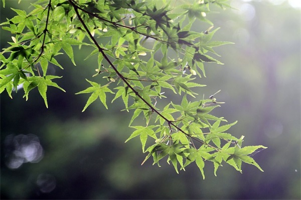 高一班级正能量口号81句