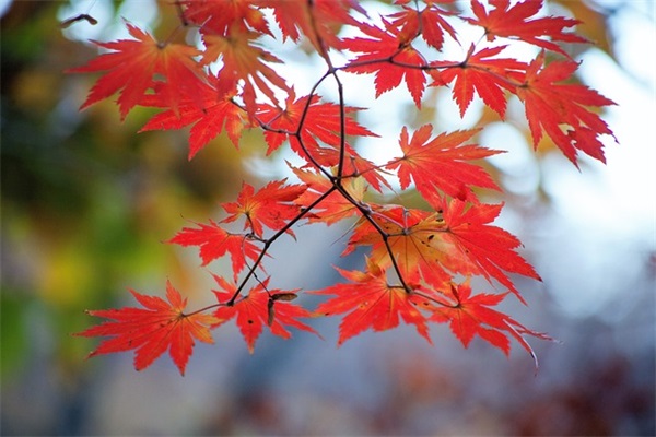 关于运动会的口号16字65句