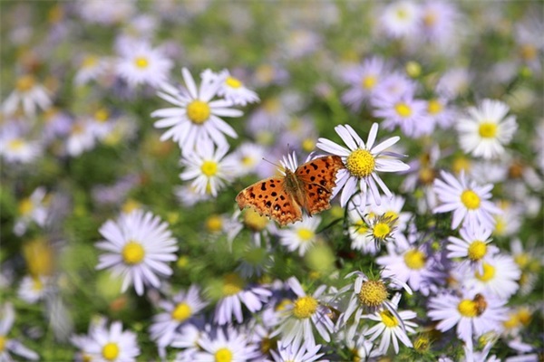 毕业简短祝福语 毕业简短祝福语唯美