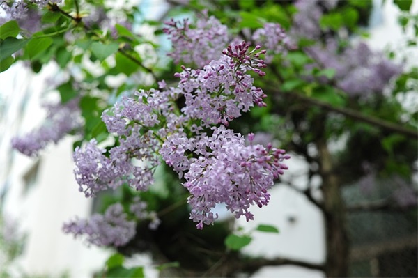 8月份的祝福语24句