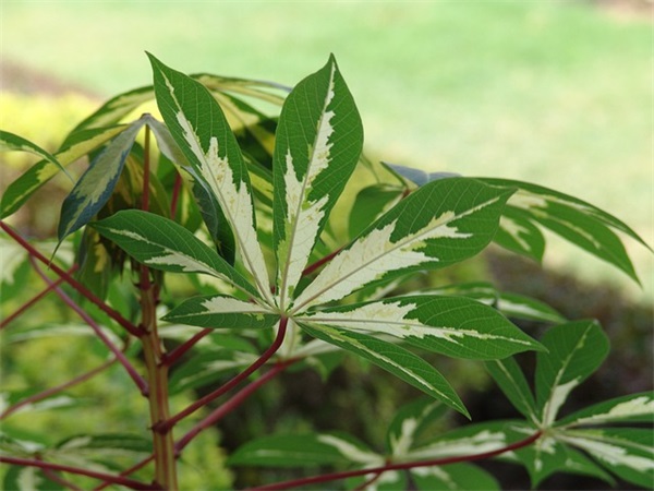 升学宴祝福语简短 升学宴祝福语简短独特