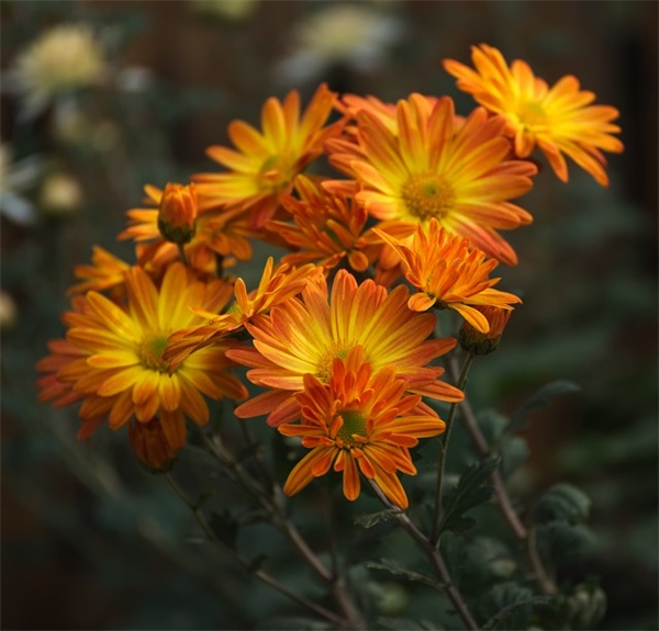 生日祝福语十岁21句