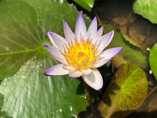 地球一小时宣传标语