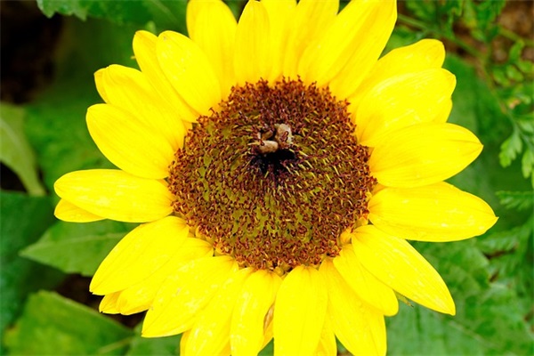 2026年脱贫攻坚决胜年经典宣传口号