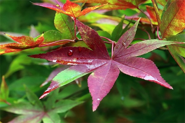 植树节活动宣传标语(312植树节横幅用语最新大全)