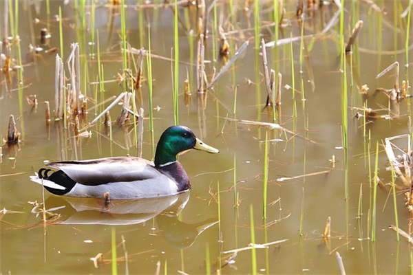 朗诵比赛宣传口号 朗诵比赛宣传图
