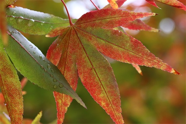 秋季校园运动会班级口号字