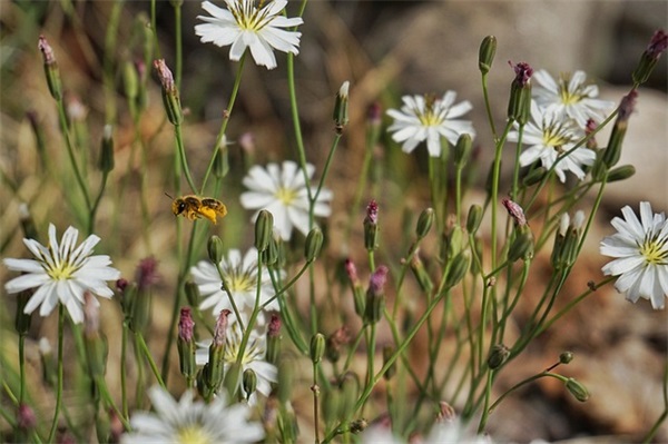 2026年烤烟种植品种宣传标语