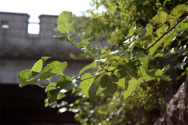 高新企业标语 旅游企业标语