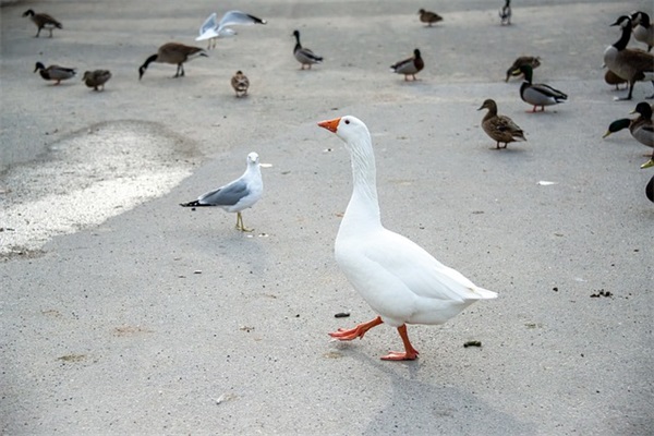 2026年形容风景优美的句子
