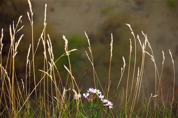 表达我爱你的情话 我爱你的情话句子