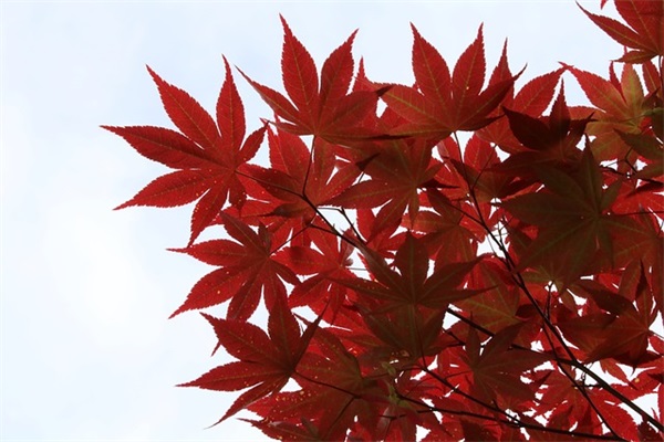 秋天的优美句子短句 描写秋天的句子