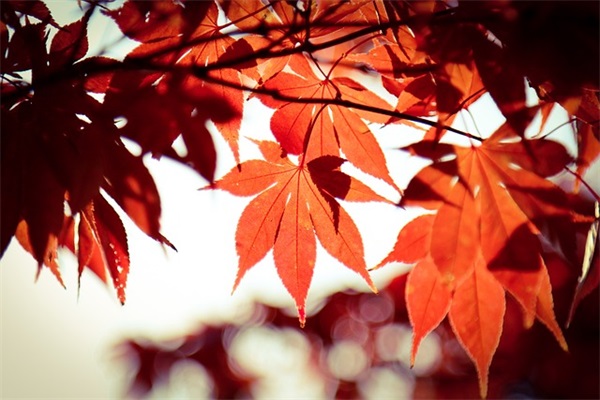 夸老婆聪明棒的句子