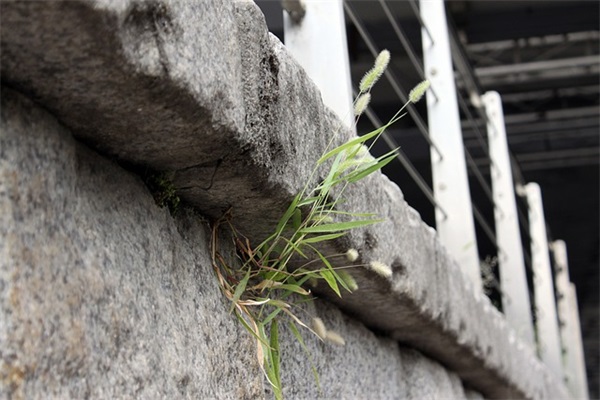 尽人事听天命的同款句子