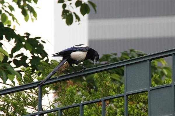 对同事的生日祝福语简短独特 【100句精选】