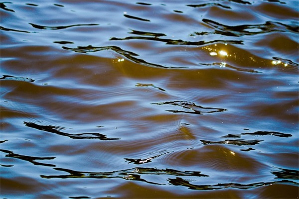 感恩父母感恩节祝福语大全 【感恩节祝福父母的话语,句句暖人心】