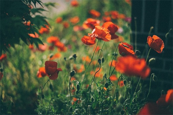 家庭教育名言语录83句