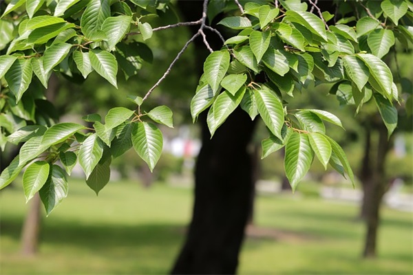 适合发给妈妈的早安语录(适合早晨发朋友圈的句子)