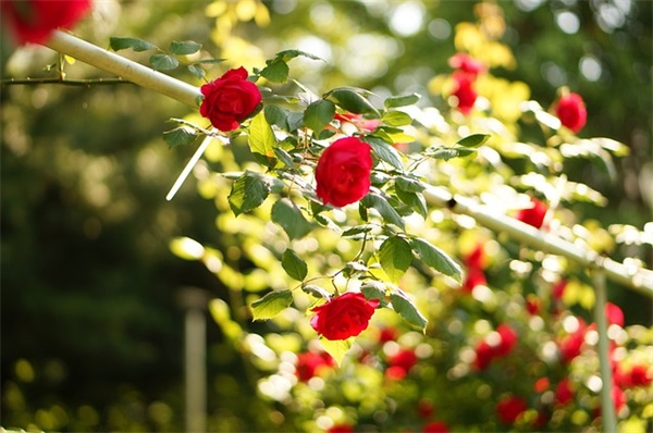 心灵鸡汤经典语录爱情 关于爱情的心灵鸡汤